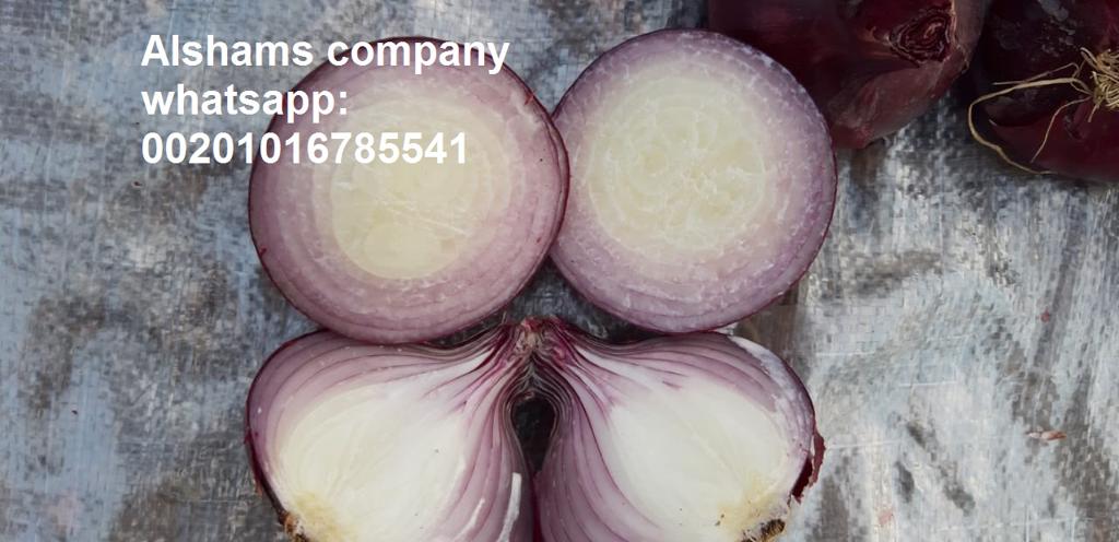 Product image - We are Alshams company for general import and export from egypt
We can supply all kinds of agricultural products with high quality and best price
Now will offer fresh Red onions 
Packing :25 kilo per Mesh  bag
Size : according to the customers request
For more information contact With us
Whatsapp : 00201016785541
Email : alshams.info@yahoo.com
And visit our website :www.alshamsexporting.com
Sales manager
Mrs/donia